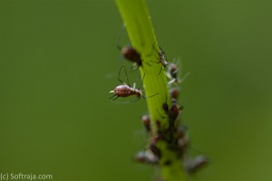 IMG_7409
