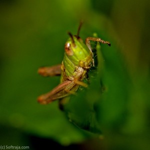 IMG_7411